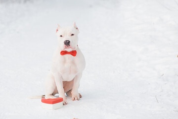 American bulldog in red bow tie with heart gift box in forest. Valentine.