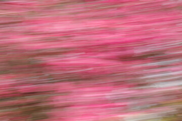 Artsy horizontal motion blurred pink flowers.
