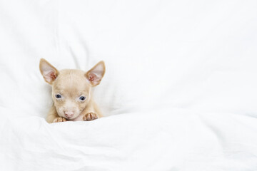 A very small red toy terrier puppy lies under the blanket and looks into the camera with its paws on the blanket.
