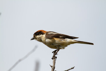Lanius senator, bird bloanca and black with orange leaf on the branch