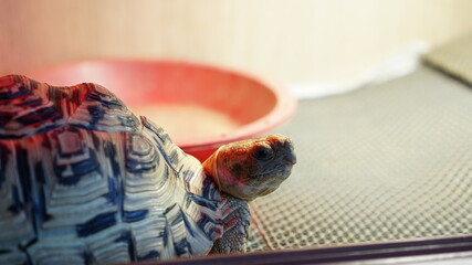 A leopard tortoise closeup