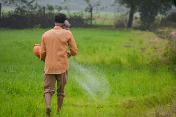 Indian farmer spreading fertilizer in the wheat field