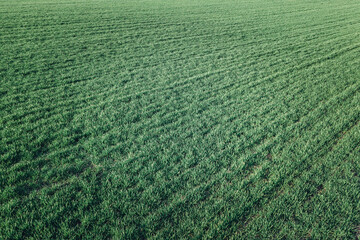 Aerial view of cultivated wheatgrass field