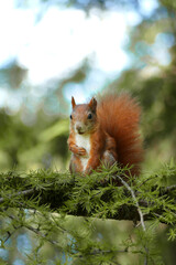 Red squirrel (sciurus) on a tree in the park