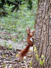 Naklejka na ściany i meble Red squirrel (sciurus) on a tree in the park