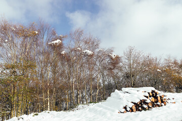 Wooden logs piled up covered with snow in the forest