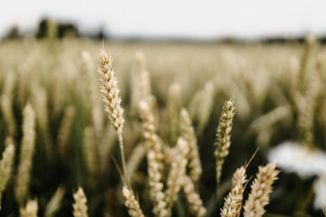 Fototapeta premium Weizenfeld