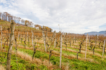 Obraz premium Aesch, Klus, Weinberge, Rebbergweg, Pfeffingen, Birseck, Baselland, Wanderweg, Landwirtschaft, Winter, Schweiz, Nordwestschweiz