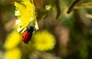 Insects and plants in the foreground and in hand