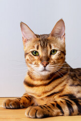 Close-up photo of amazing bengal cat resting on table. Unique spotted domestic cat. Cat looking directly to the camera. Vertcal format. 