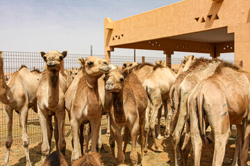Kamelmarkt in Al Ain, Vereinigte Arabische Emirate