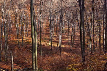 Autumn old beech forest on a sunny october morning. Fall season beech forest landscape.