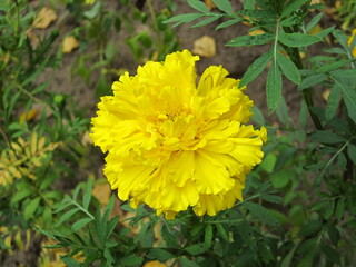 yellow dandelions in the garden