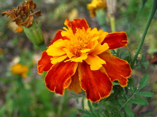 Macro mode. Large orange-red flower close-up