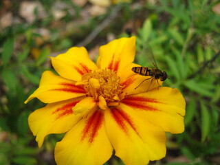 bee on flower