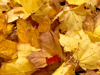 Naklejka na ściany i meble Background - autumn leaves on the ground.