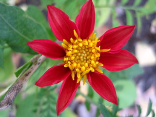red and yellow flower