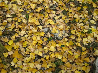 Fallen autumn yellow leaves lie in a solid carpet on the ground