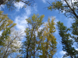 Big trees reaching up into the high bright blue sky