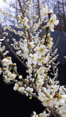 Apricot flower on black background