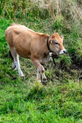 portrait of aubrac cow in pasture