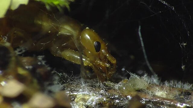 Ohrwurm ( (Dermaptera)  am Waldboden