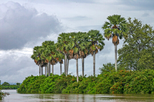 Selous-Nationalpark in Tansania