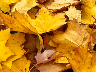 Background - autumn leaves on the ground.