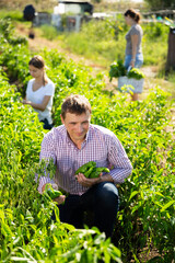 Family harvesting vegetables in the garden. High quality photo