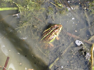 frog in the water