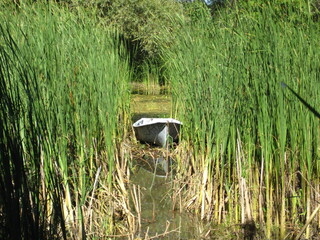 Boat in a thicket of tall reeds
