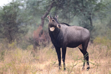A lone male Blue Bull or Nilgai as it is called in India spotted in Rajasthan