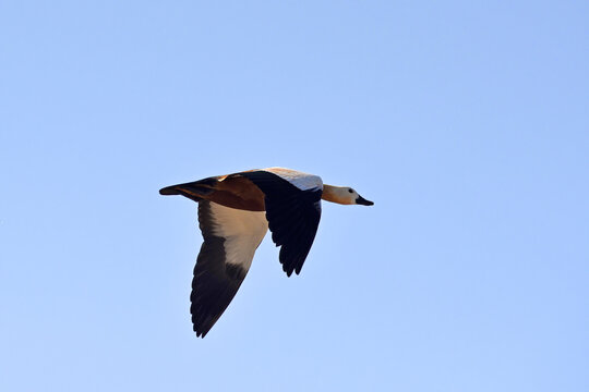  A RUddy Shelduck flying over Naliasar Lake in Rajasthan, India