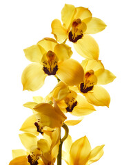 Obraz na płótnie Canvas Beautiful yellow cymbidium orchid flowers