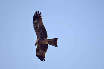 A Steppe Eagle circling over Neota Lake in Rajasthan