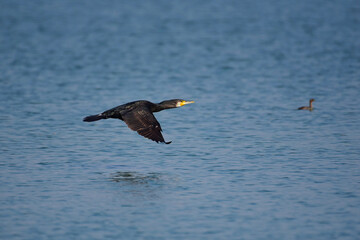 A Cormorant flying over Neota Lake in Rajasthan
