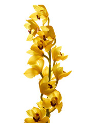 Cymbidium orchid flowers isolated on white background