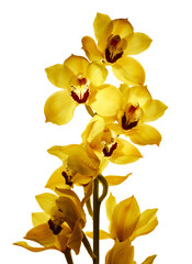 Beautiful stem of cymbidium orchids isolated on white background