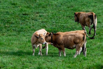 flock of aubrac cows in pasture