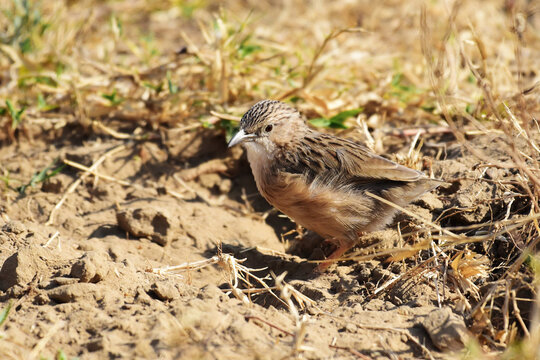 A little brown bird foraging for food in the grass