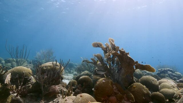 Seascape in shallow water of coral reef in Caribbean Sea, Curacao with Sea Fan, Gorgonian Coral, fish, and sponge