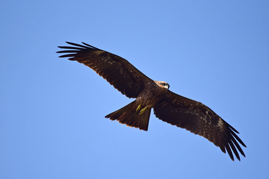 A Steppe Eagle circling over Neota Lake in Rajasthan