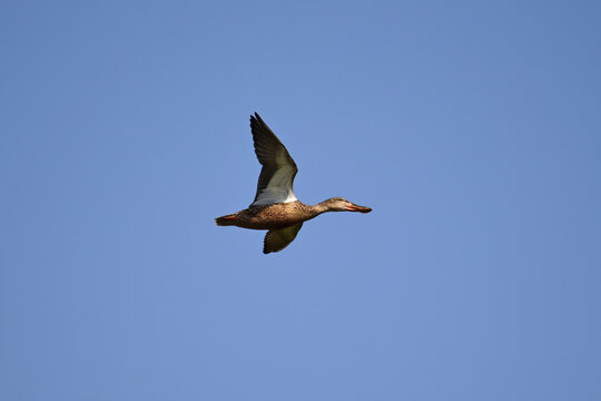 A migratory duck flying over Neota Lake in Rajasthan
