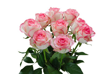 natural pink roses, isolate on white background