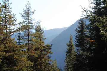 forest in the mountains