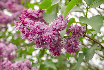 branch of blooming lilac on a green background