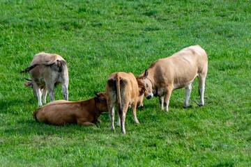 flock of aubrac cows in pasture