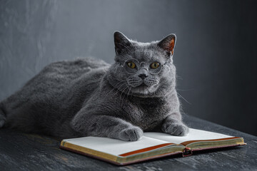 a young big gray British cat in round transparent glasses lies on a notebook, a notebook.