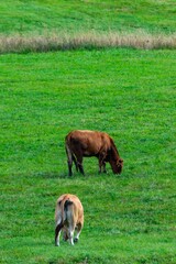 flock of aubrac cows in pasture
