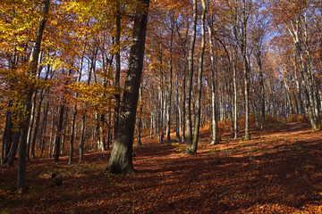 Fall season beech forest landscape in sunny day.